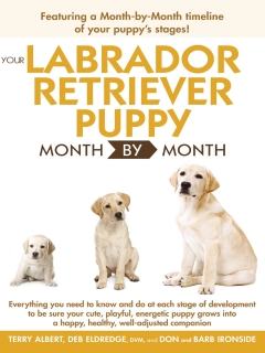 Your Labrador Retriever Puppy Month By Month